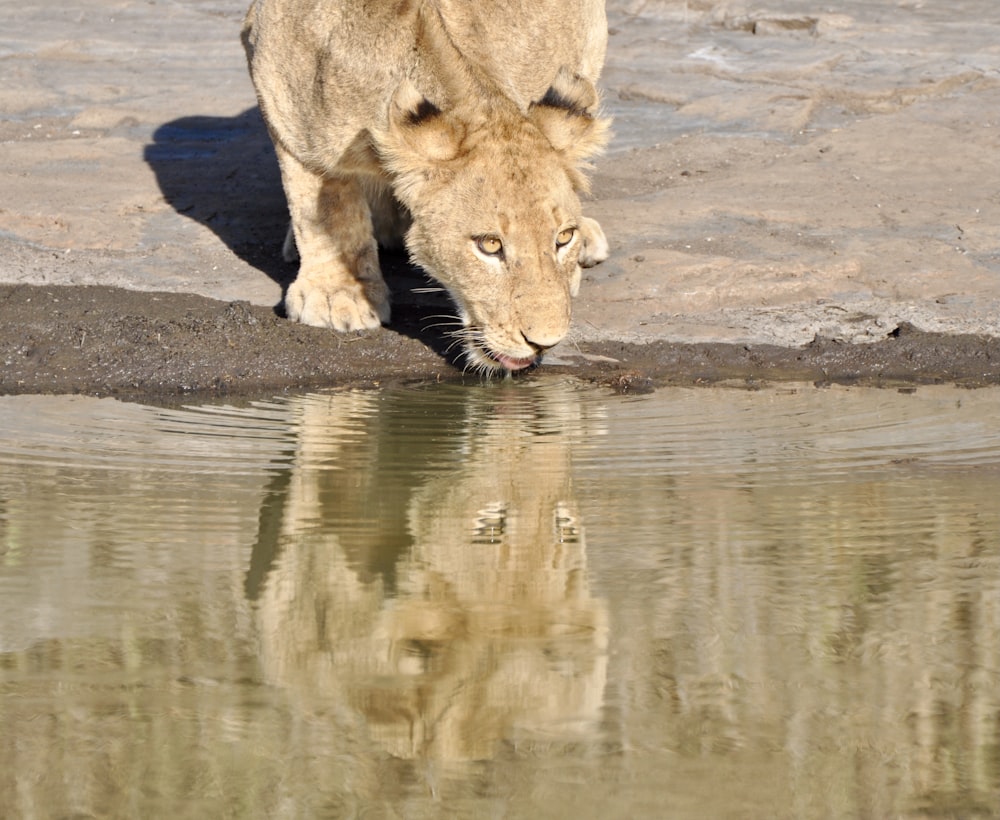 Lionne brune marchant sur l’eau pendant la journée