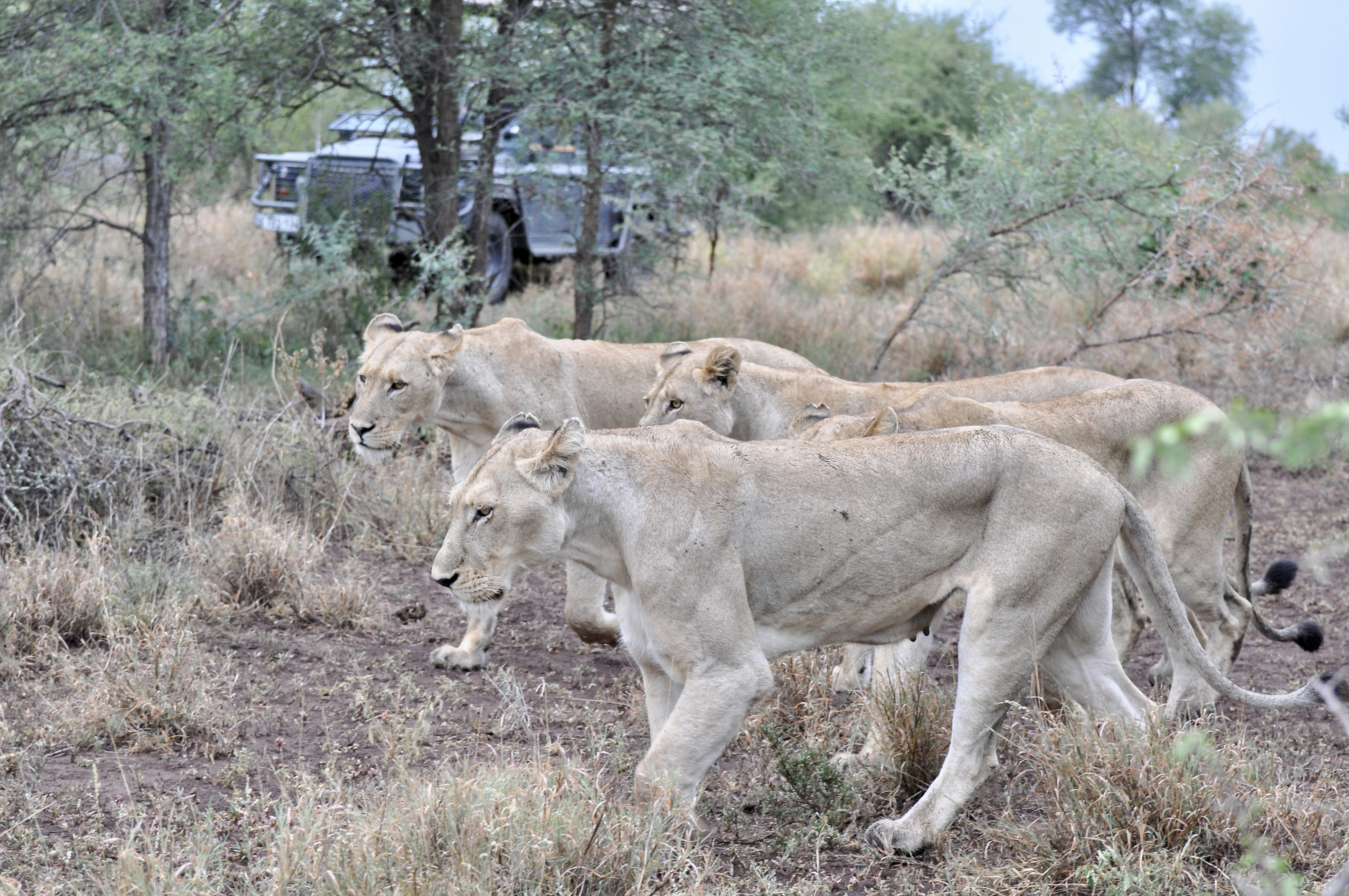 brown lioness on brown grass field during daytime