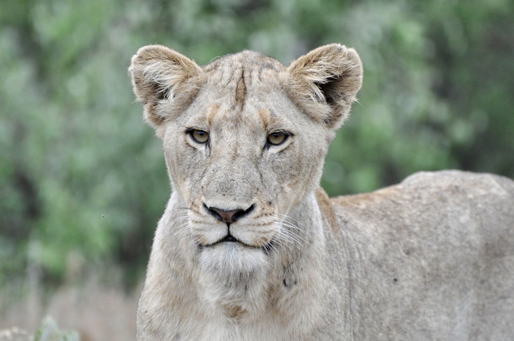 brown lioness in close up photography during daytime