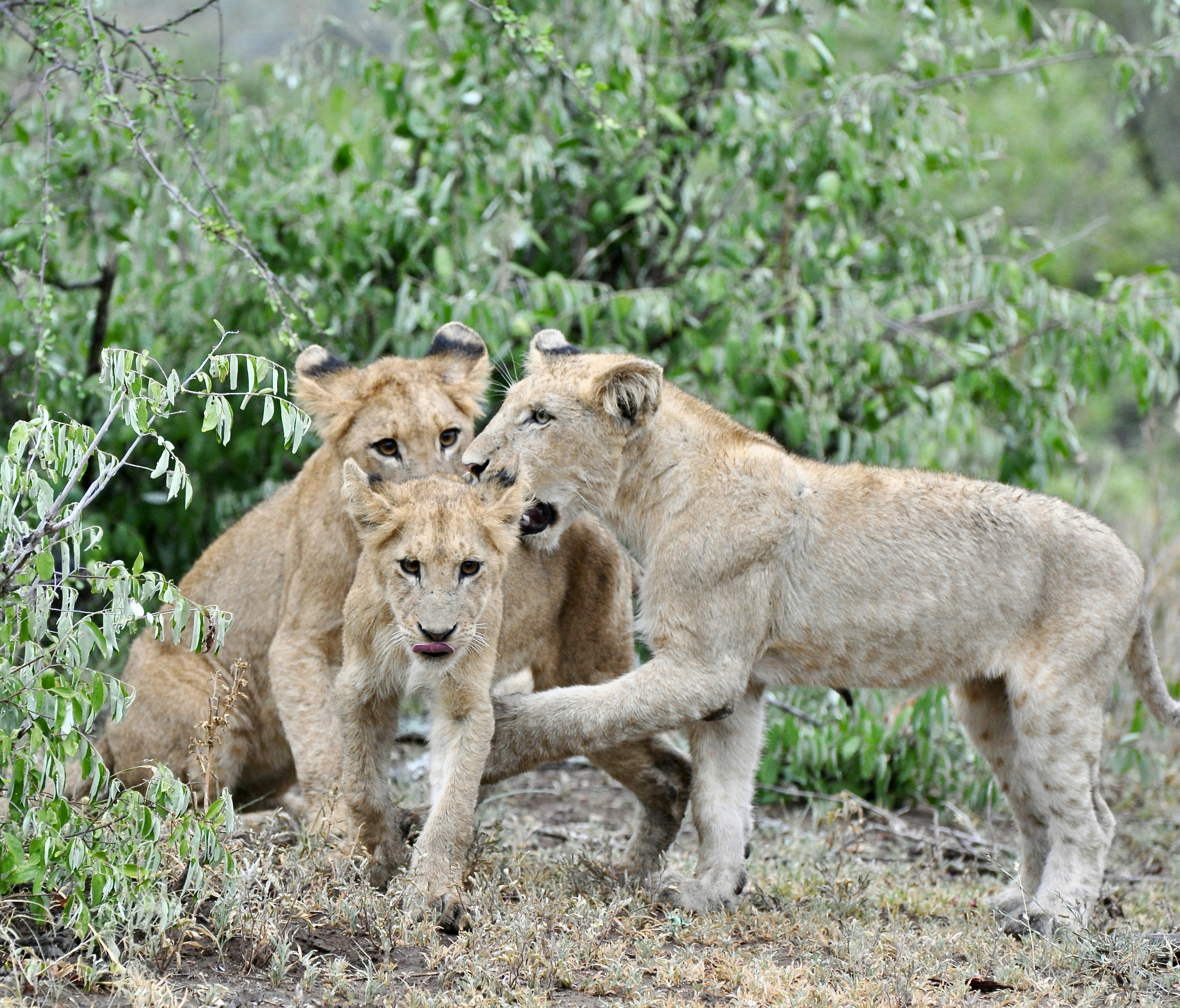 7. Group Hugs Are Real (image credits: unsplash)