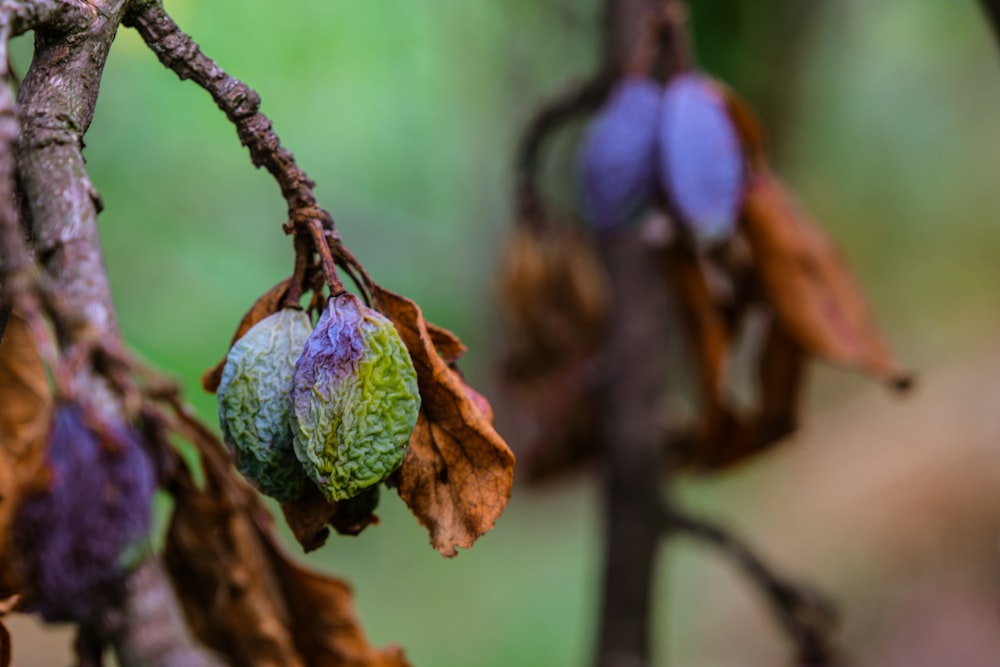 green and brown round fruit