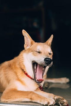 A light brown dog with a white snout and belly is lying down, mouth wide open in a yawn. The dog is wearing a red collar and appears to be relaxed, with eyes closed, against a dark background.