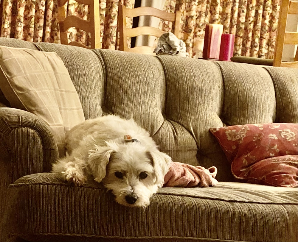 white long coat small dog on grey sofa