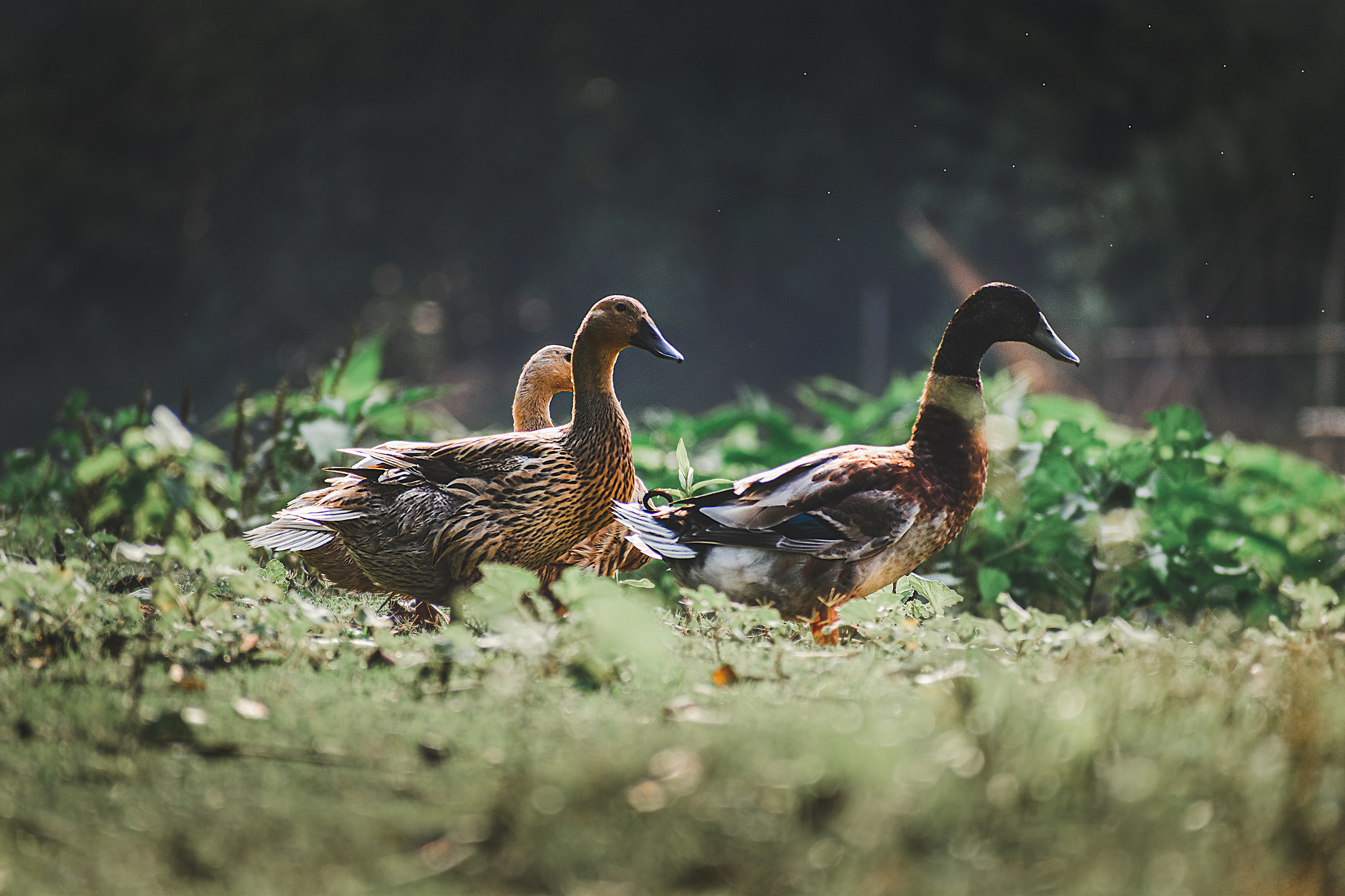 brown and white duck on green grass during daytime