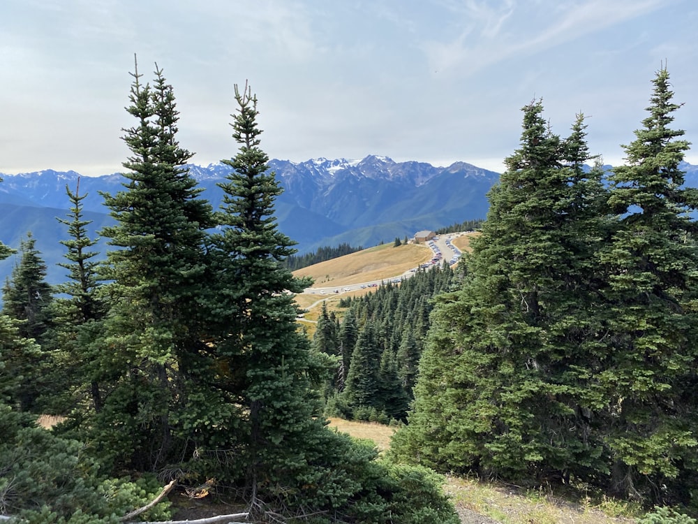 green pine trees near mountain under blue sky during daytime