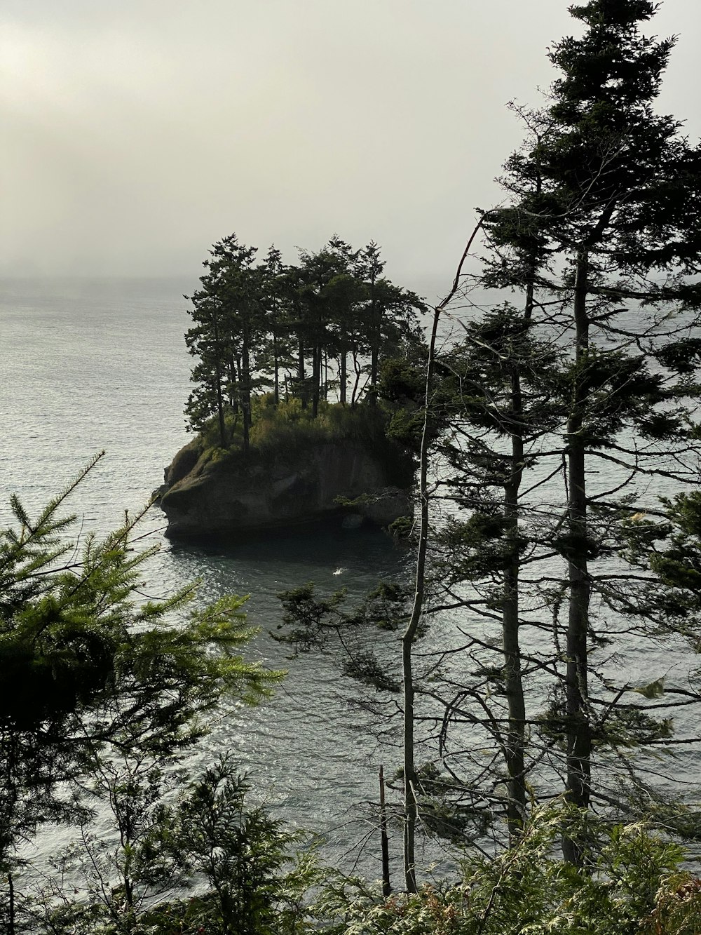 green trees near body of water during daytime