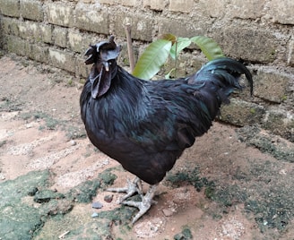 A black rooster stands on a rustic ground with patches of green and brown earth. Behind the rooster is a textured stone wall, and a small green plant is visible. The rooster features a shiny, iridescent plumage.