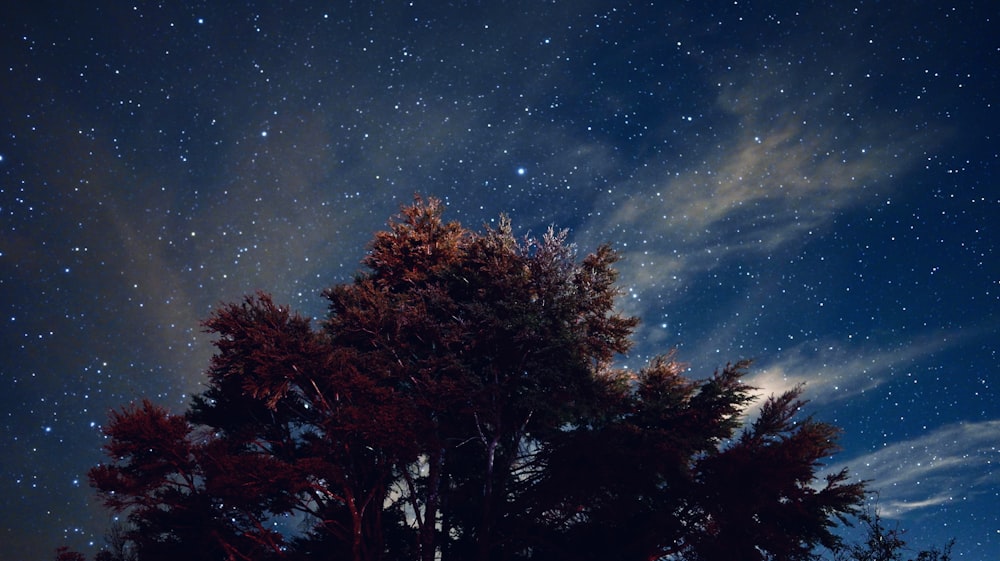 brown trees under blue sky during night time