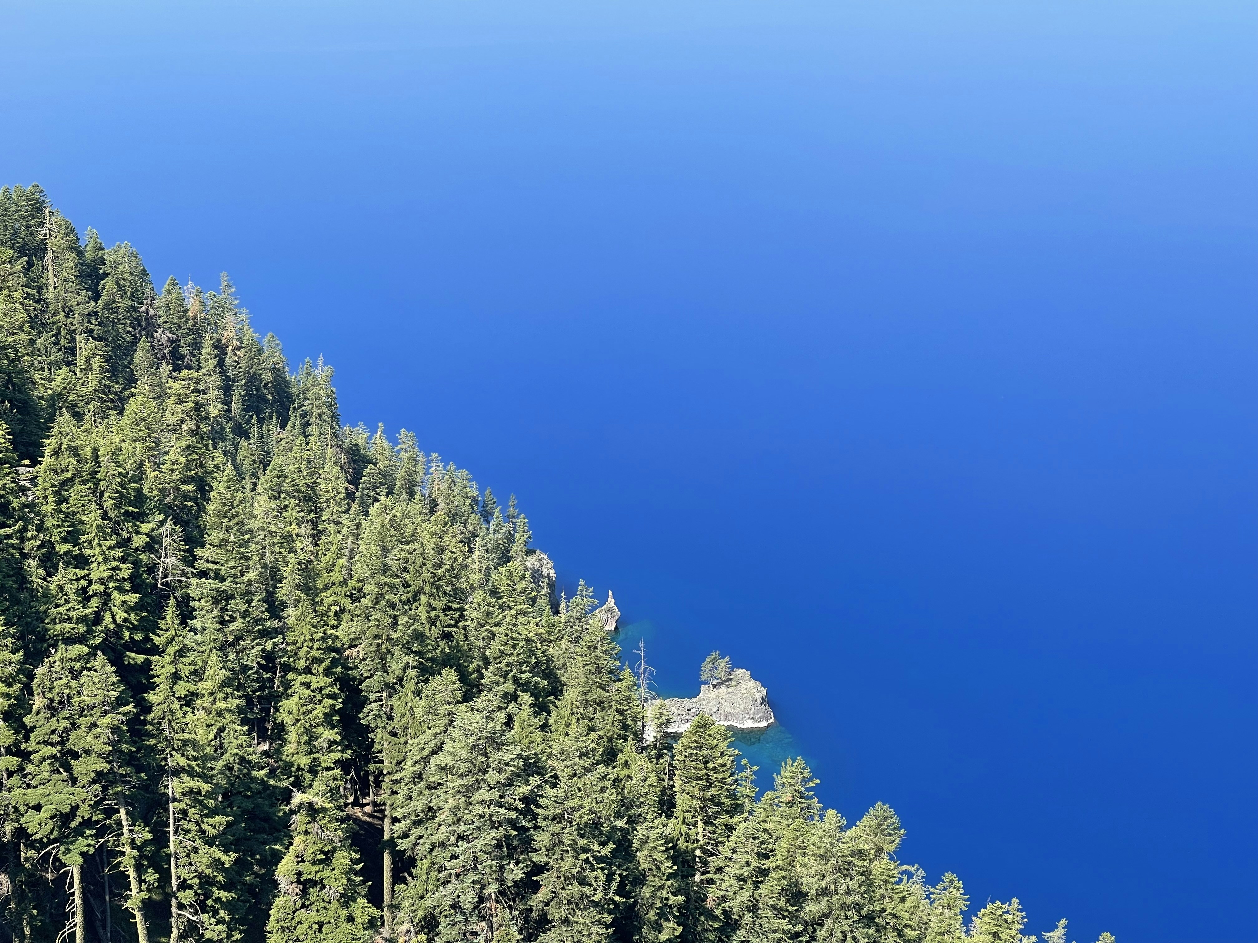 green pine trees under blue sky during daytime