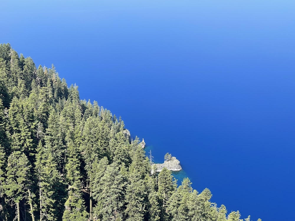 Grüne Kiefern unter blauem Himmel tagsüber