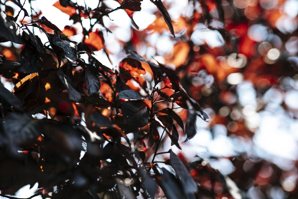 brown leaves in tilt shift lens