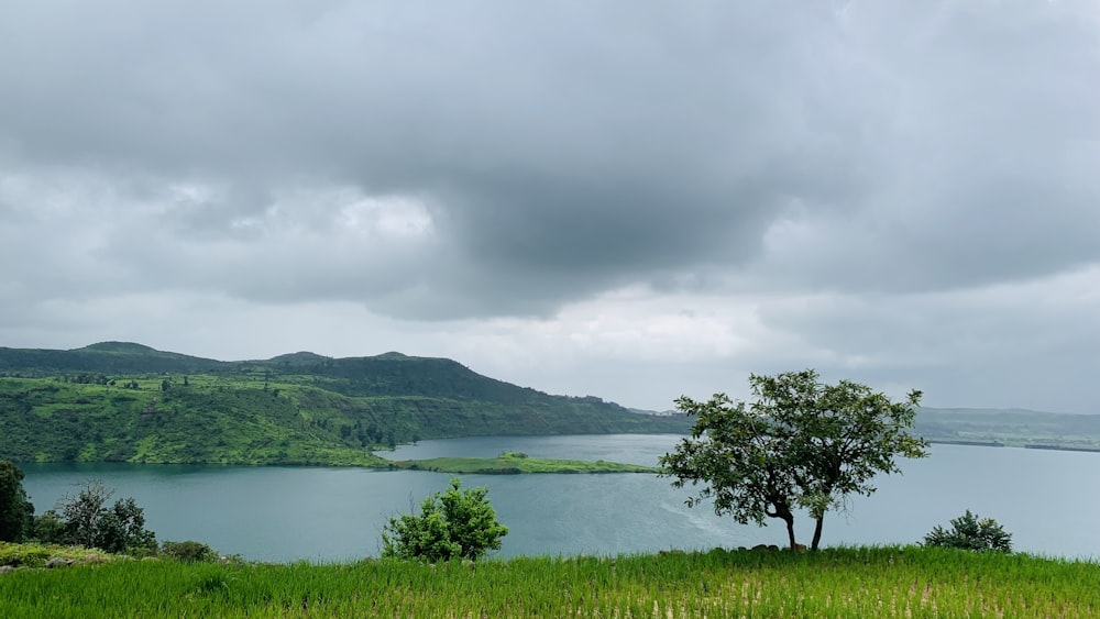 green tree near body of water under cloudy sky during daytime