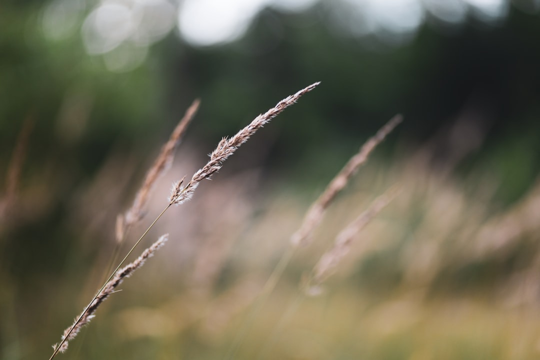 brown wheat in tilt shift lens