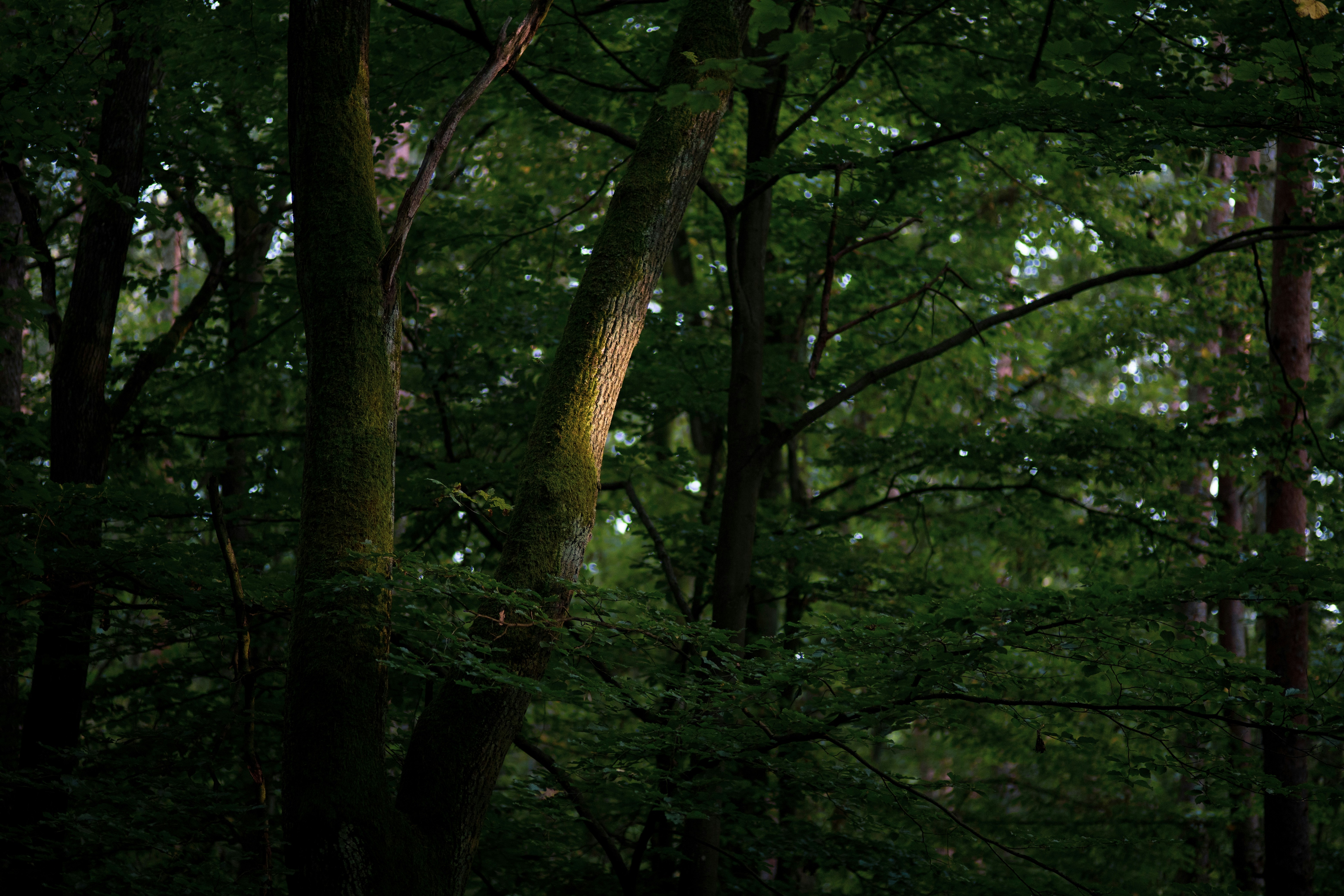 Photo by victor_vector