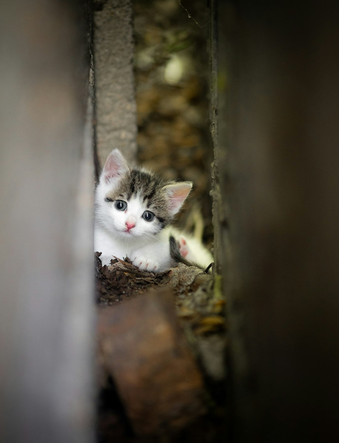 white and black cat on brown tree trunk