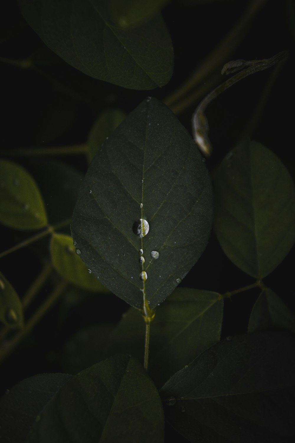 water dew on green leaf