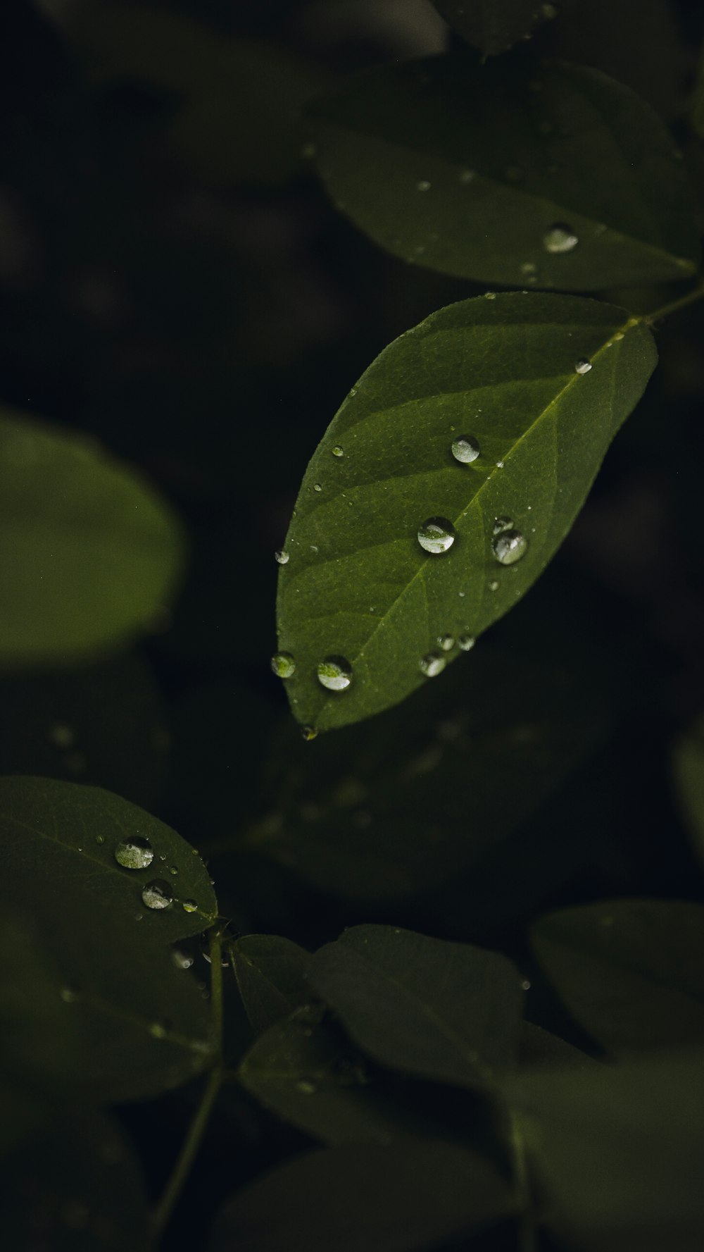 water droplets on green leaf