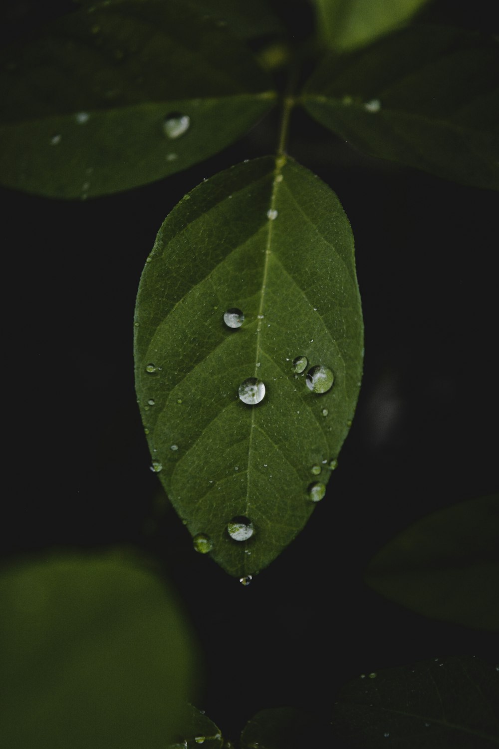 water droplets on green leaf