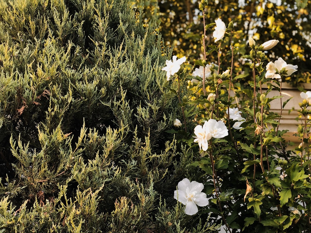 white flowers with green leaves