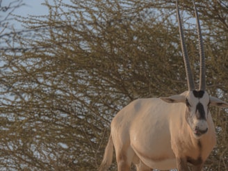 A large antelope with long, straight horns stands in front of a dense, leafless bush under a clear sky. Its coat is pale with distinct dark markings on the face and legs, creating a striking contrast against the natural background.