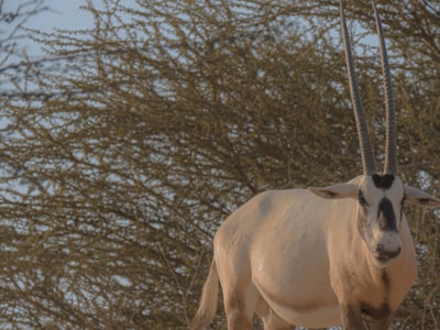A large antelope with long, straight horns stands in front of a dense, leafless bush under a clear sky. Its coat is pale with distinct dark markings on the face and legs, creating a striking contrast against the natural background.