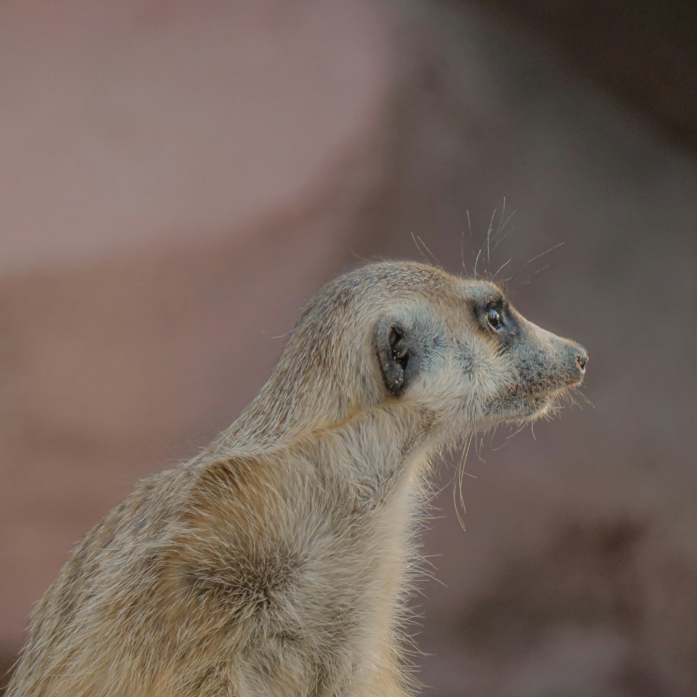 接写の茶色と白の動物