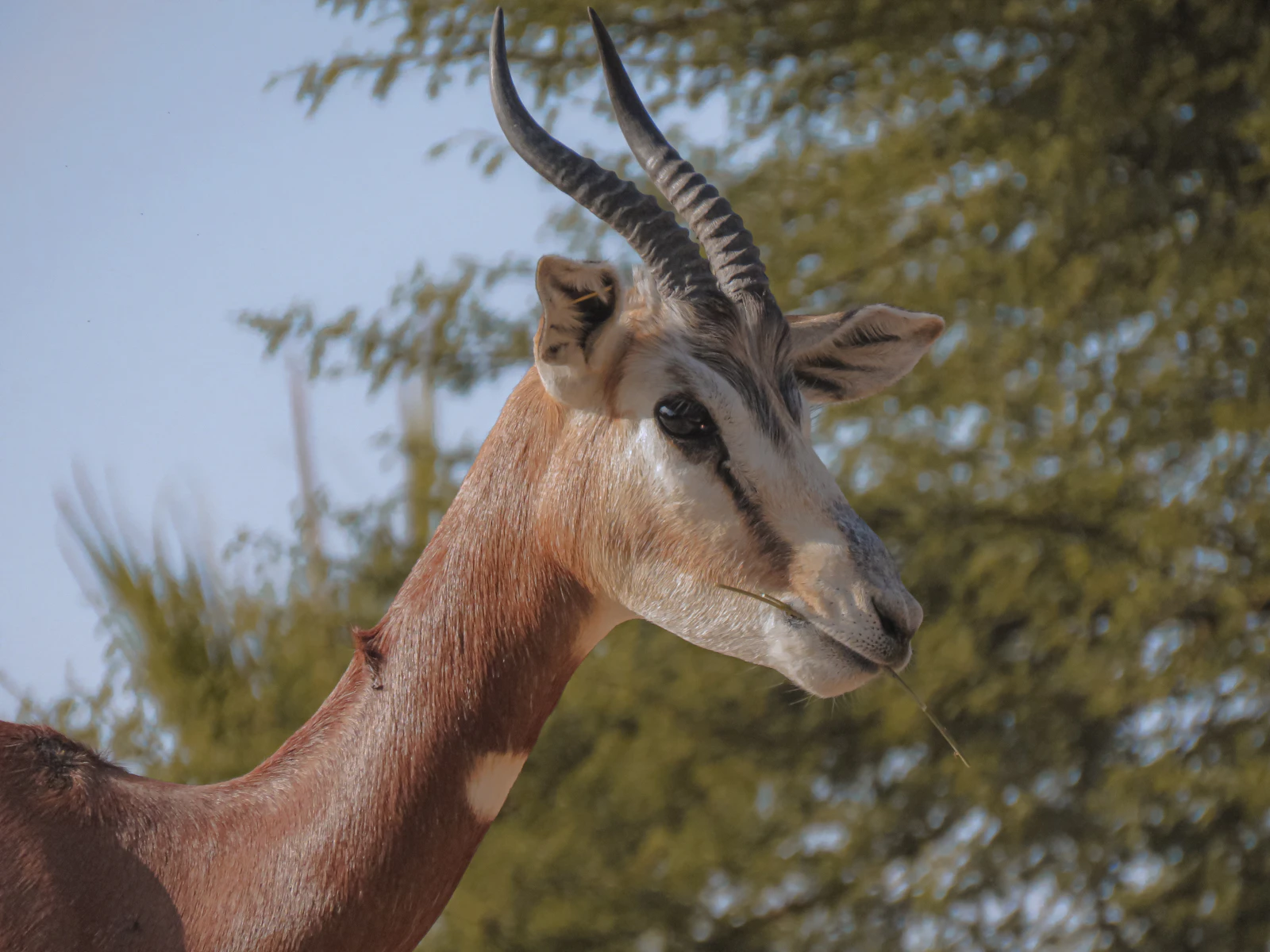 Horned antelope beneath trees at Al Ain Zoo