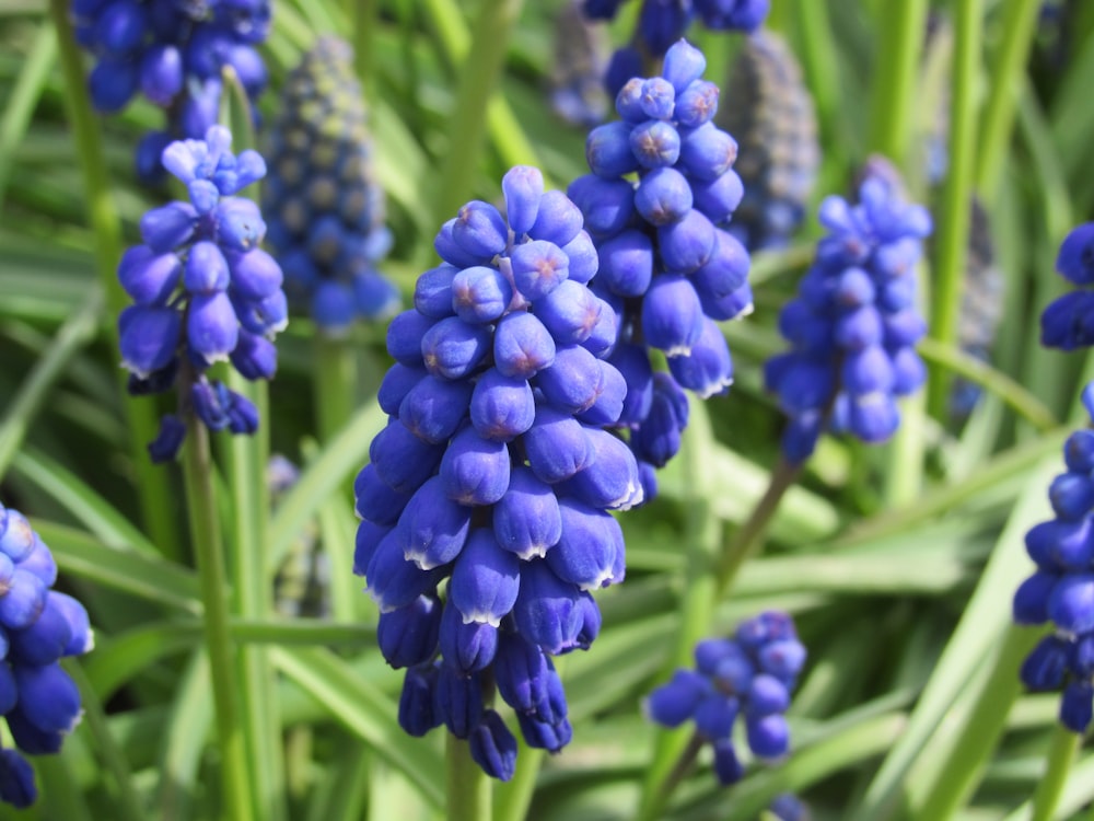 purple flower buds in tilt shift lens