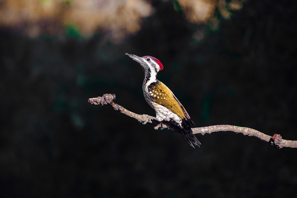 茶色の木の枝に黄色、白、黒の鳥