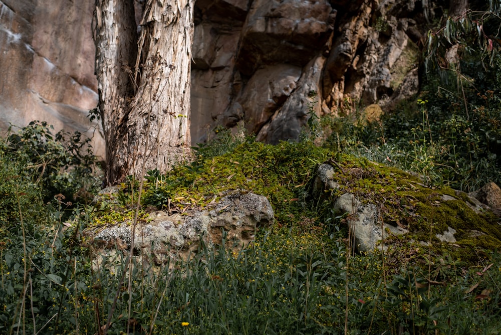 green grass near brown rock formation during daytime