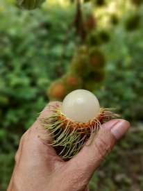 A peeled rambutan fruit is held between a person's thumb and index finger, revealing its translucent, glossy fruit surrounded by spiky, greenish-yellow hairs. The background is a blurred green, hinting at foliage or a natural setting.