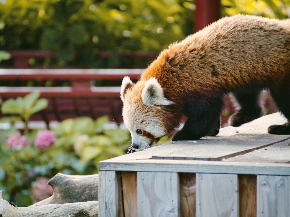 panda rosso su staccionata di legno marrone durante il giorno