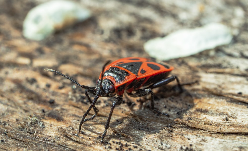 orange and black beetle on brown rock during daytime