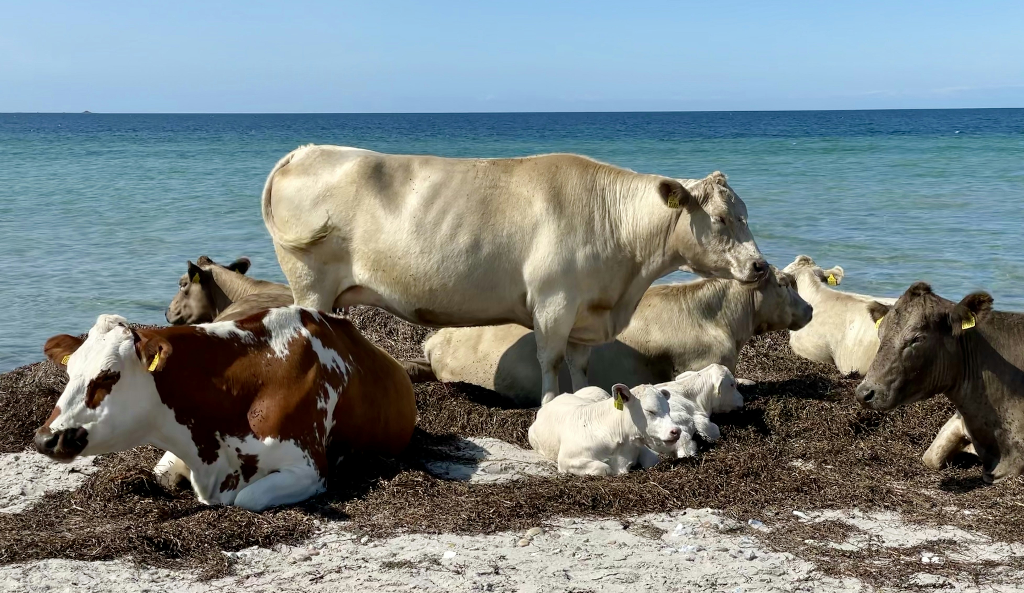 weiße und braune Kuh tagsüber auf braunem Sand
