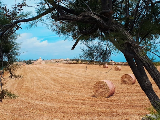 brown grass field with leafless tree under blue sky during daytime in Iż-Żonqor Malta