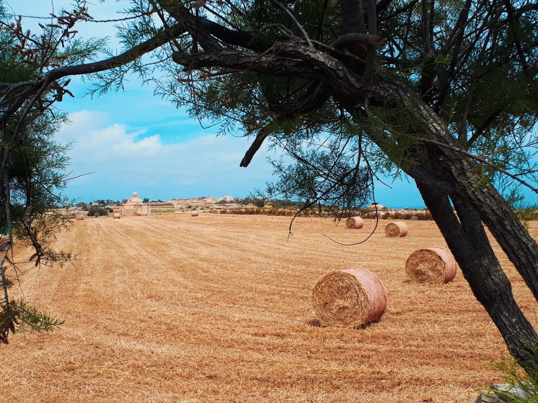 Ecoregion photo spot Iż-Żonqor Mosta