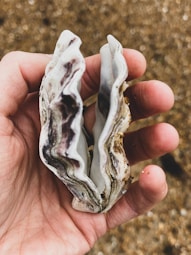 person holding white and black stone