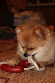 A small Pomeranian dog is playfully chewing on a rope toy with a red sausage-shaped attachment. The background includes a patterned carpet and blurred furnishings, indicating an indoor setting.