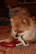 A small Pomeranian dog is playfully chewing on a rope toy with a red sausage-shaped attachment. The background includes a patterned carpet and blurred furnishings, indicating an indoor setting.