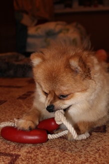 Small playful dog chewing on a colorful dog toy indoors.