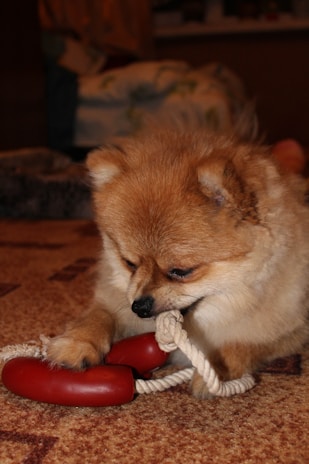 A small Pomeranian dog is playfully chewing on a rope toy with a red sausage-shaped attachment. The background includes a patterned carpet and blurred furnishings, indicating an indoor setting.