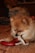 A small Pomeranian dog is playfully chewing on a rope toy with a red sausage-shaped attachment. The background includes a patterned carpet and blurred furnishings, indicating an indoor setting.