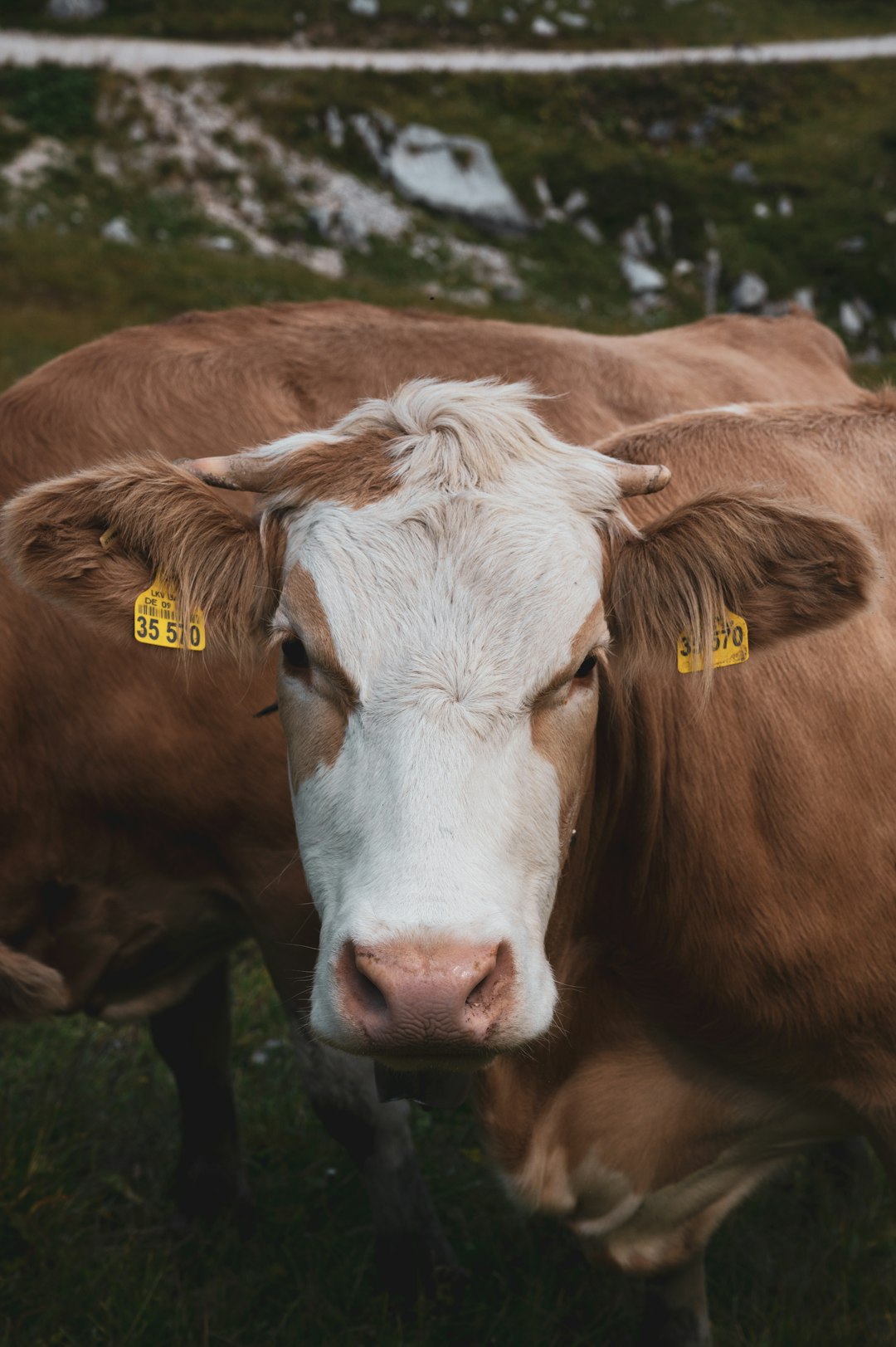 brown and white cow on green grass field during daytime