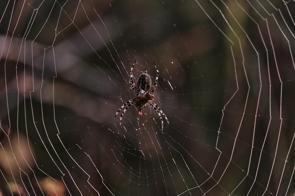 brown spider on spider web in close up photography