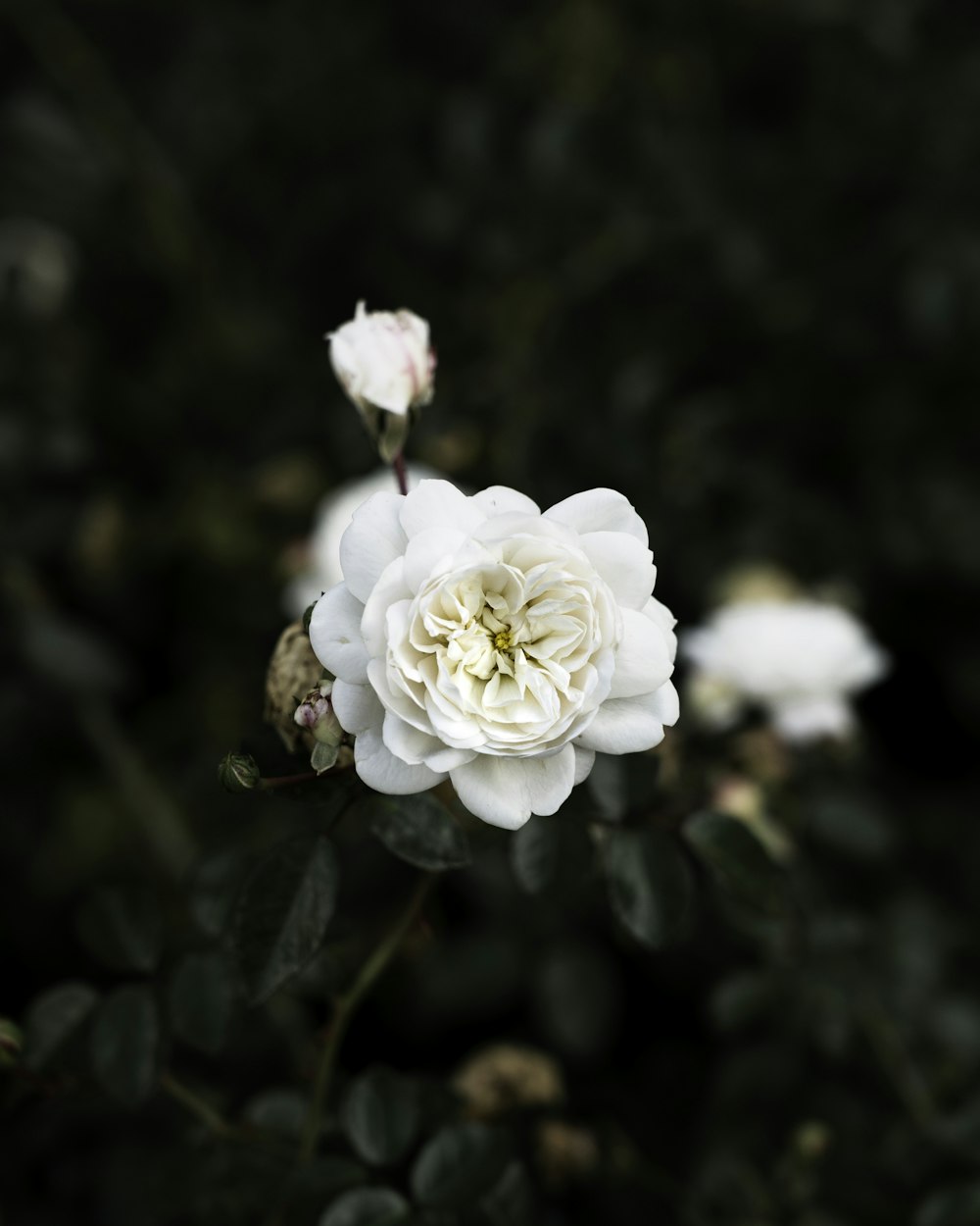 white flower in tilt shift lens