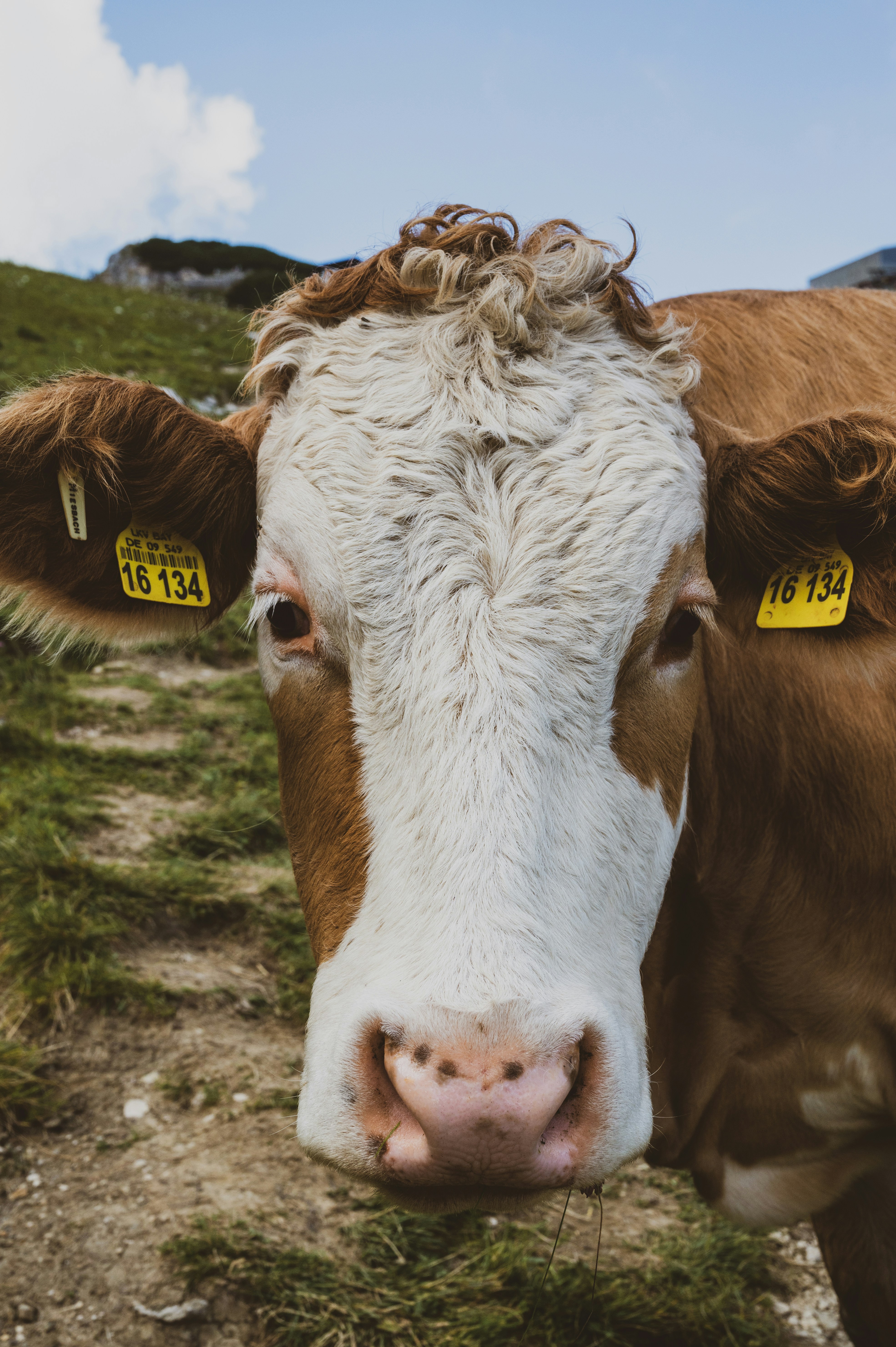 brown and white cow on green grass field during daytime