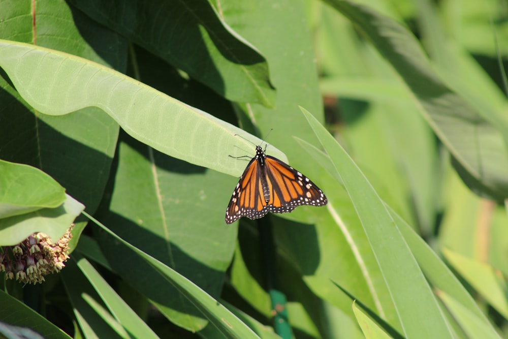 monarch butterfly perched on green leaf