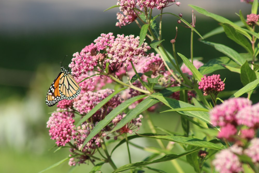 monarch butterfly perched on pink flower in close up photography during daytime