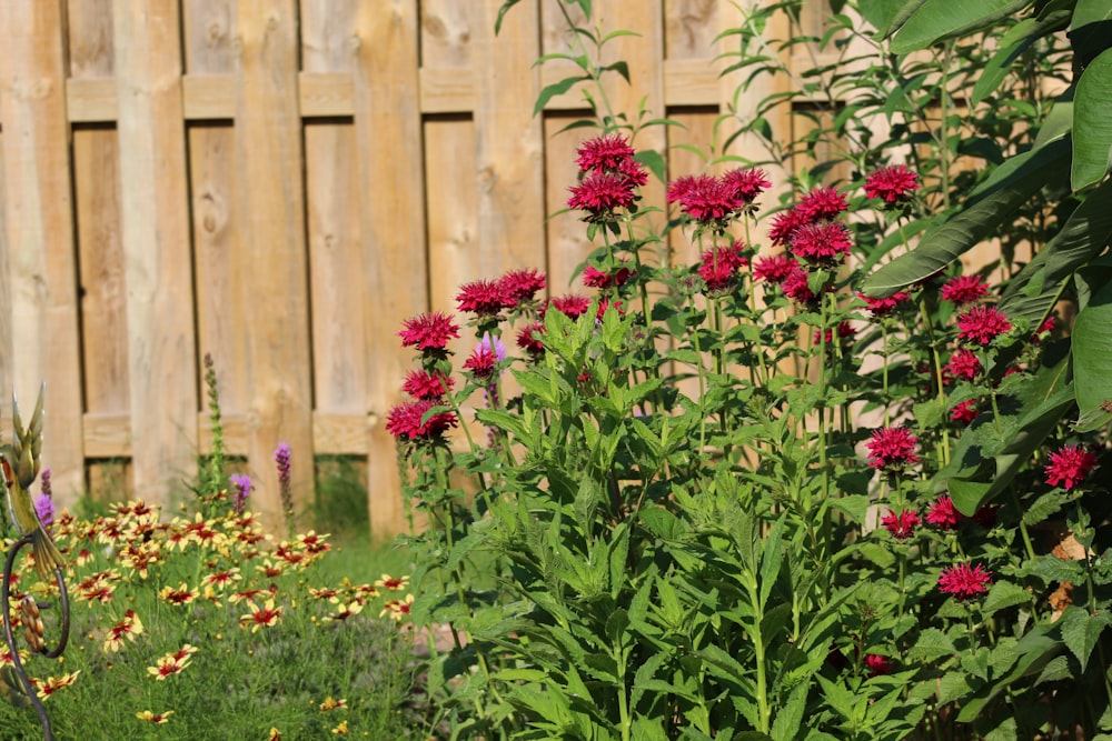 pink flowers beside brown wooden fence