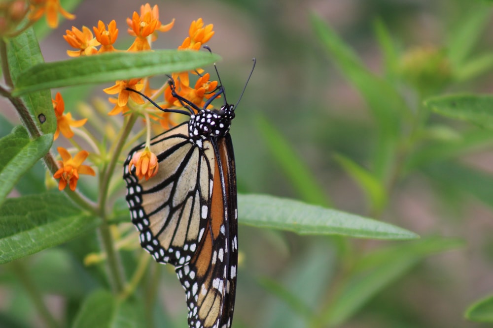 monarch butterfly perched on yellow flower in close up photography during daytime